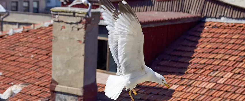 Residential Chimney Animal Removal Solution in Longview, TX
