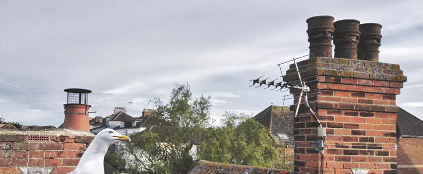 Chimney Cleaning And Restoration in Longview, Texas